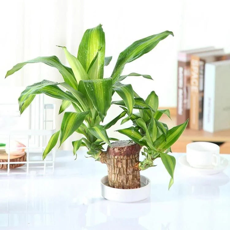 😌Lucky Brazil Wood Potted Plant🍀